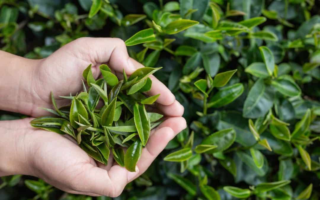 Does Green Tea Help With Weight Loss?